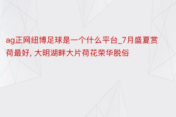 ag正网纽博足球是一个什么平台_7月盛夏赏荷最好, 大明湖畔大片荷花荣华脱俗